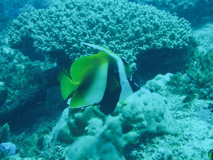 Heniochus acuminatus