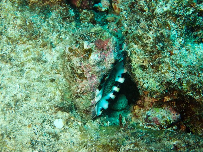 Mollusques
