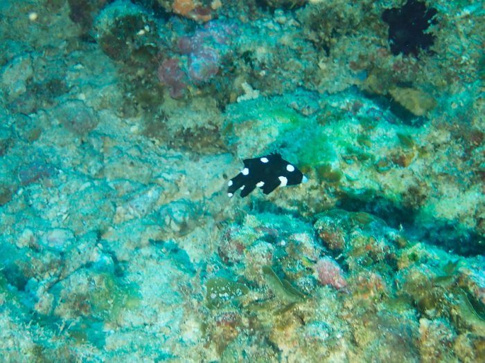 Bodianus axillaris