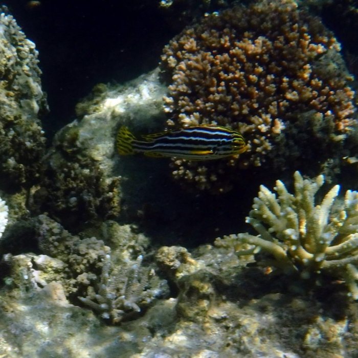 Plectorhinchus lineatus