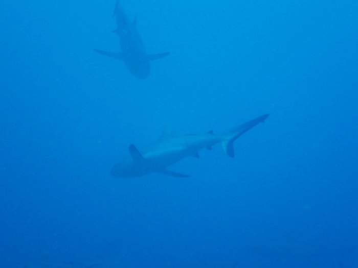 Carcharhinus amblyrhynchos