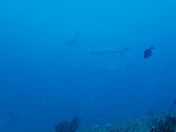 Carcharhinus amblyrhynchos
