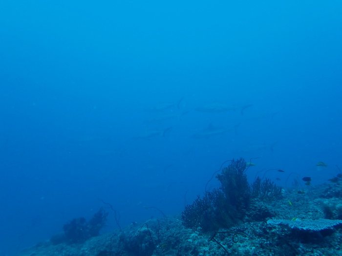 Carcharhinus amblyrhynchos
