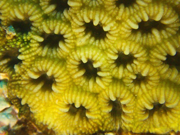 Corail dur