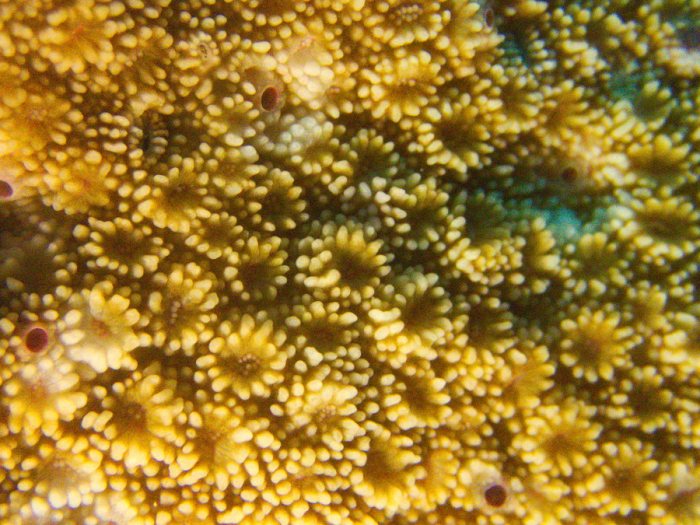 Corail dur