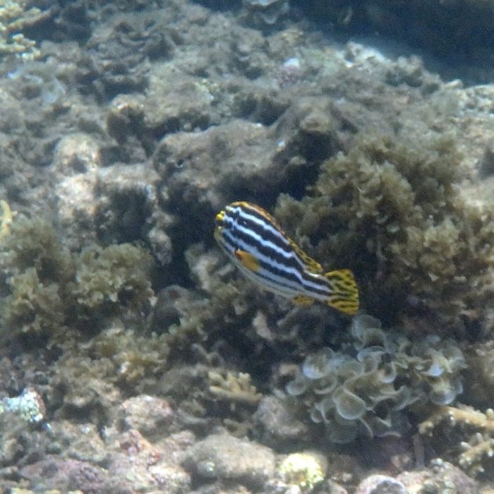 Plectorhinchus lineatus