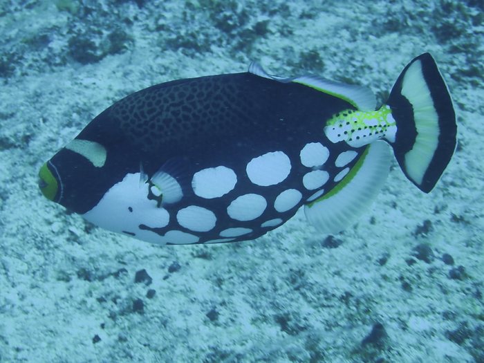 Balistoides conspicillum