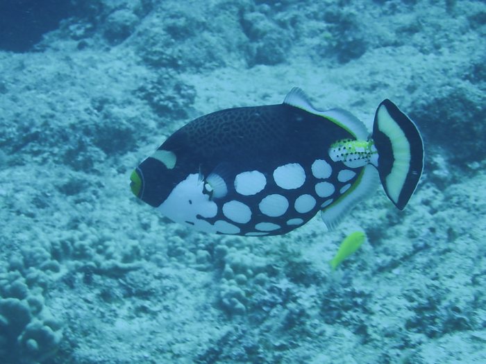 Balistoides conspicillum