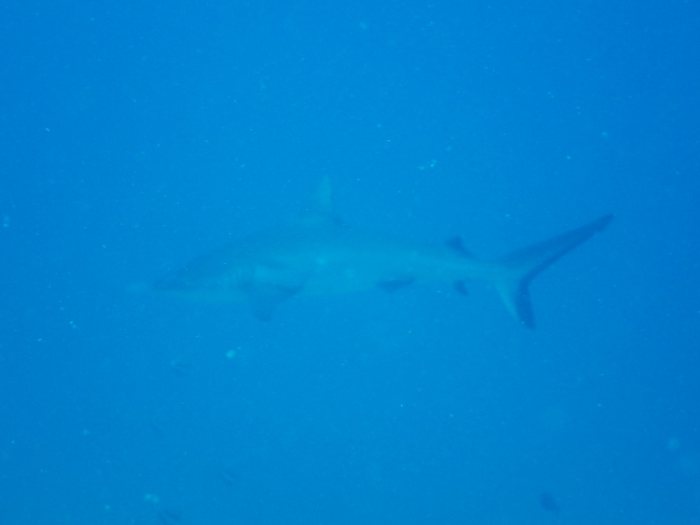 Carcharhinus amblyrhynchos