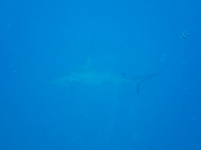 Carcharhinus amblyrhynchos