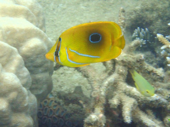 Chaetodon bennetti