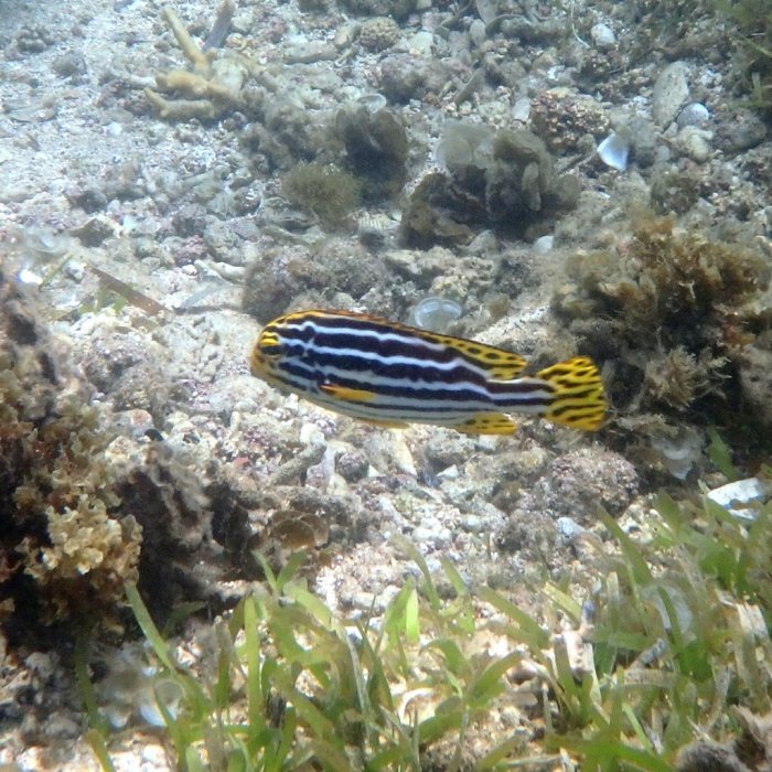 Plectorhinchus lineatus