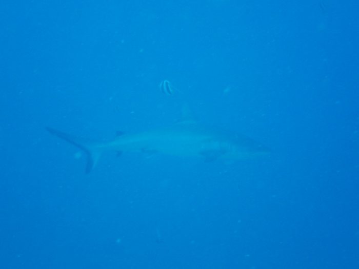 Carcharhinus amblyrhynchos