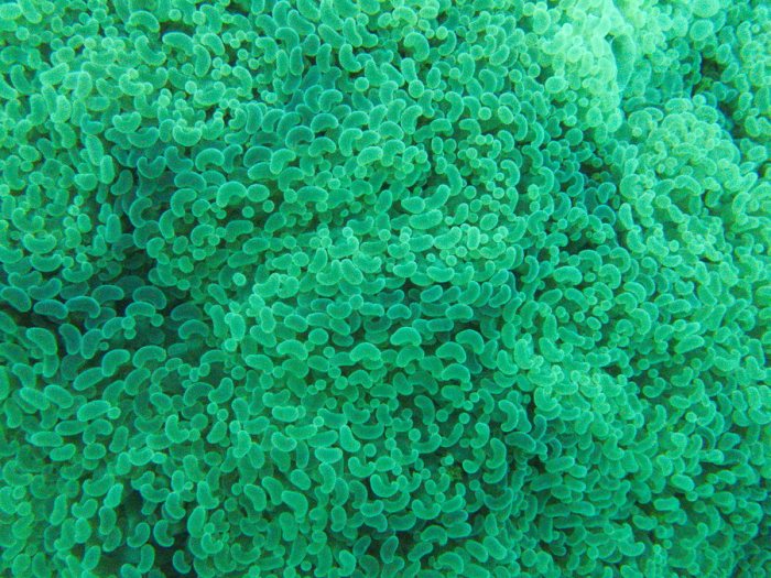 Euphyllia ancora