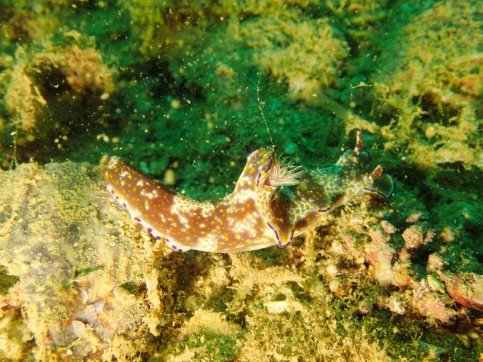 Ceratosoma tenue
