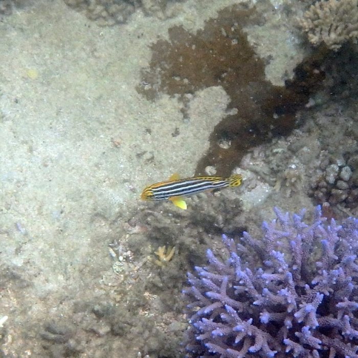Plectorhinchus lineatus