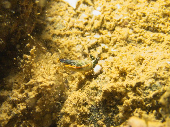 Thuridilla bayeri