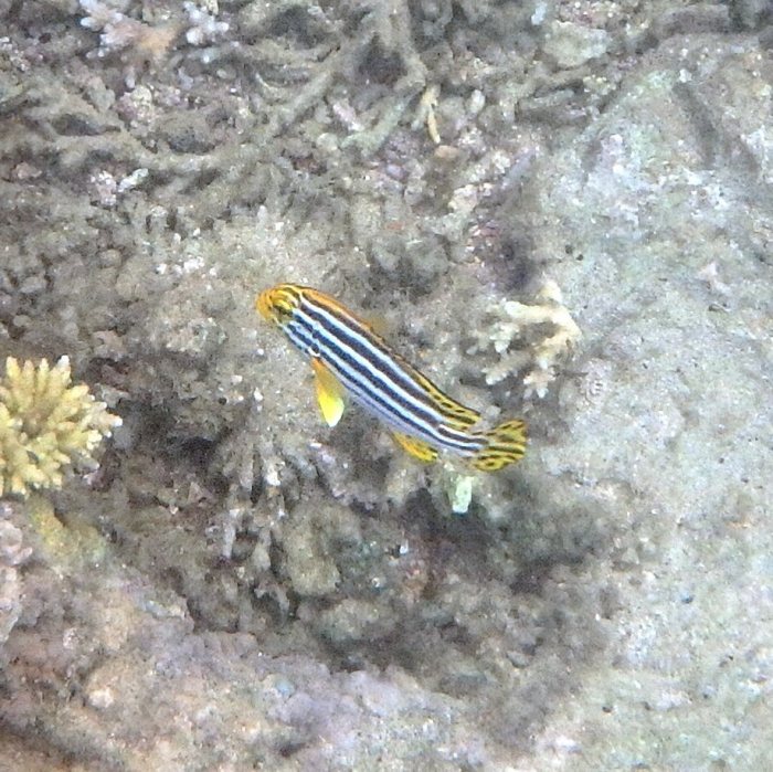 Plectorhinchus lineatus