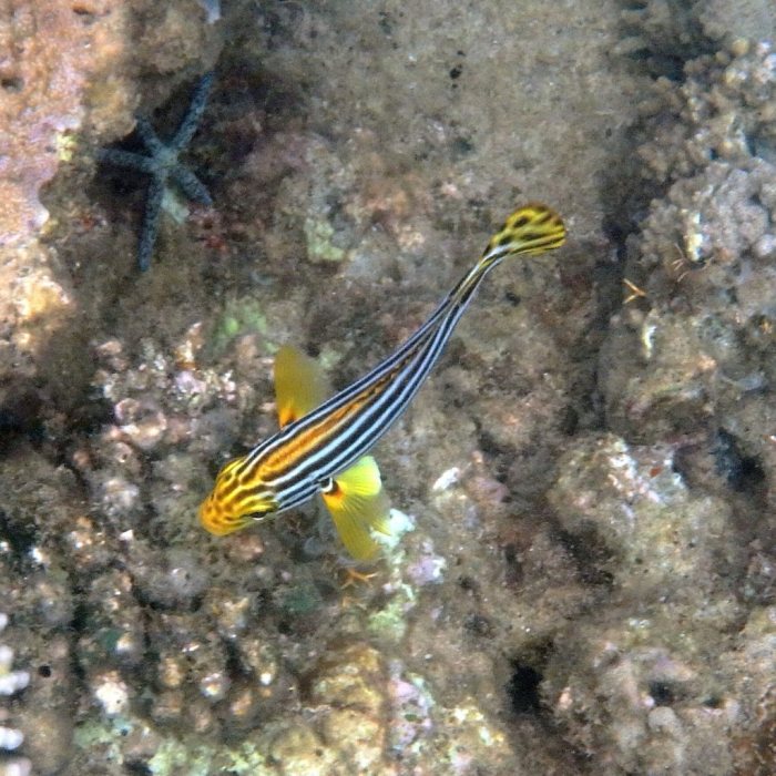 Plectorhinchus lineatus