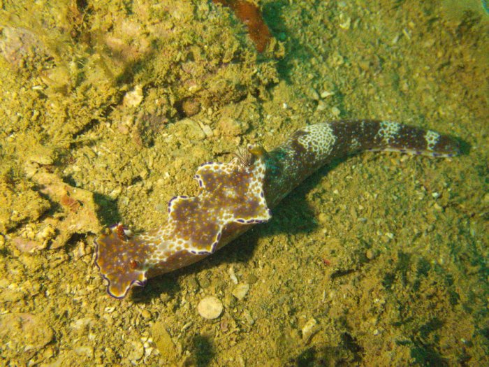 Ceratosoma tenue
