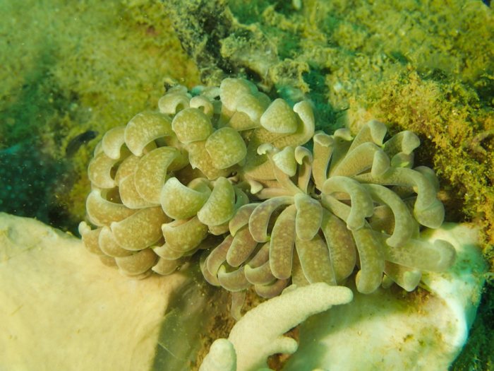 Phyllodesmium magnum