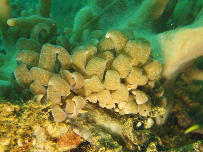 Phyllodesmium magnum