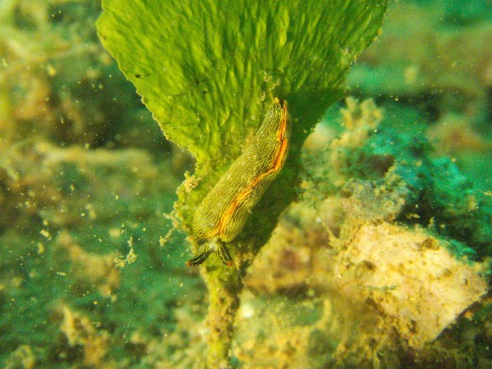 Thuridilla bayeri