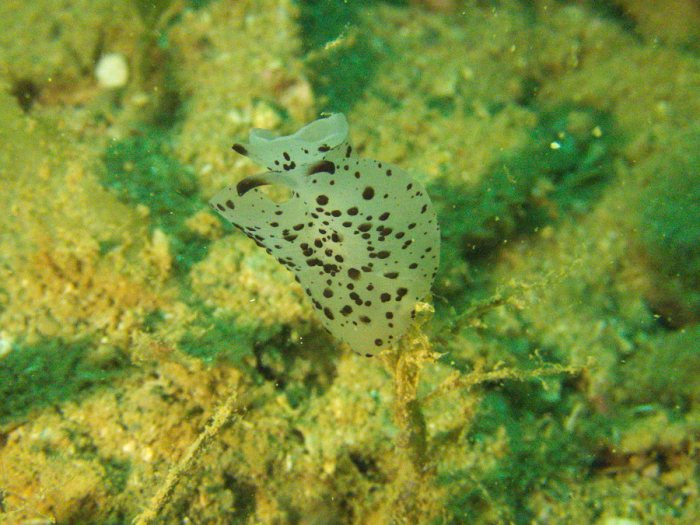 Berthella martensi