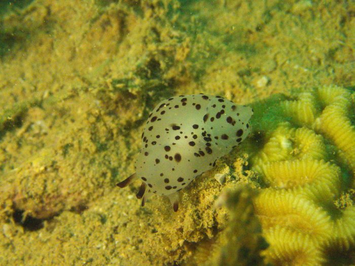 Berthella martensi