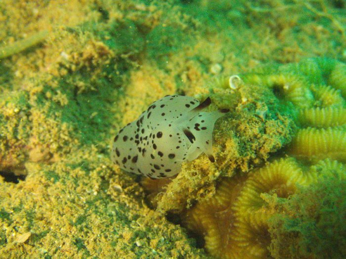 Berthella martensi