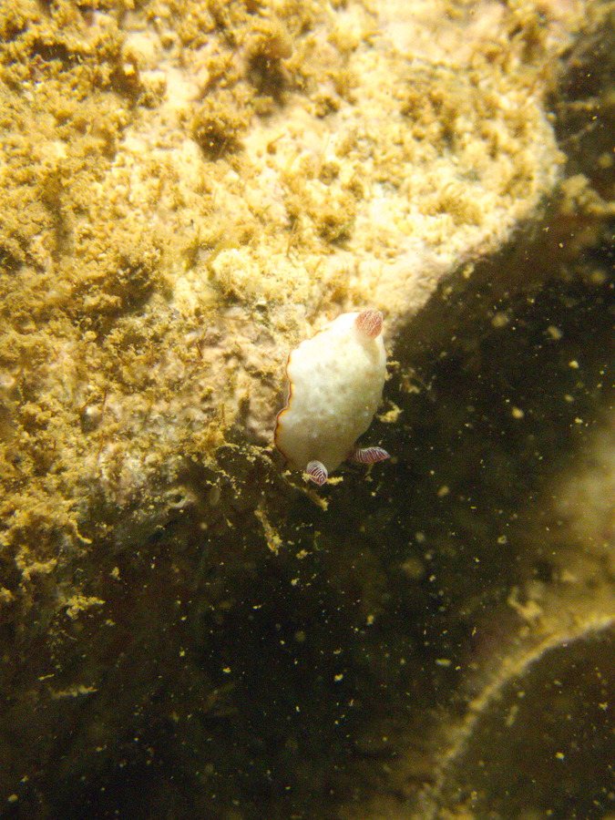 Goniobranchus preciosa