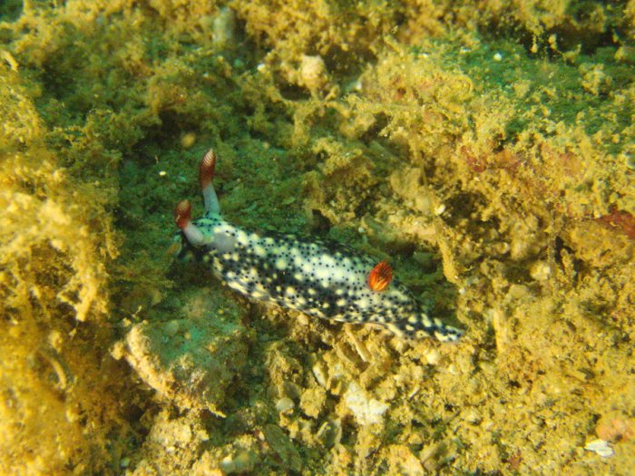 Hypselodoris infucata