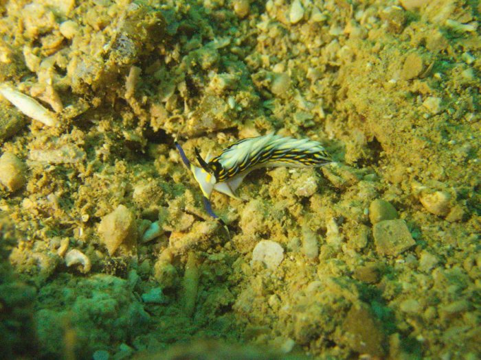 Cerberilla affinis