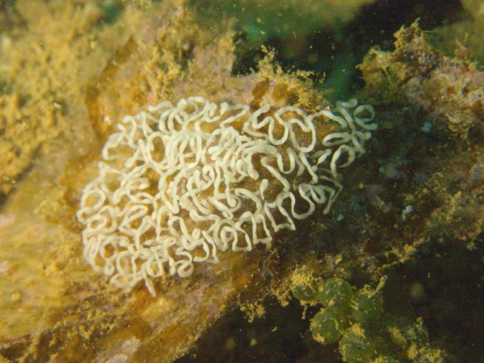 Baeolidia moebii