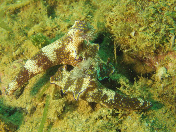 Ceratosoma tenue