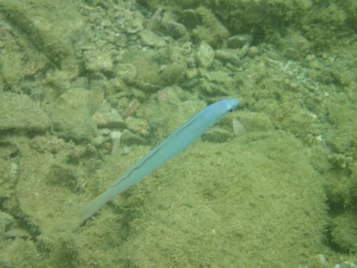 Ptereleotris microlepis