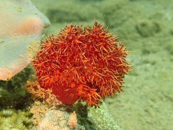 Dendronephthya sp.