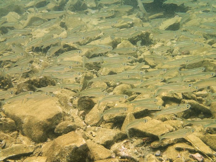 Poissons osseux