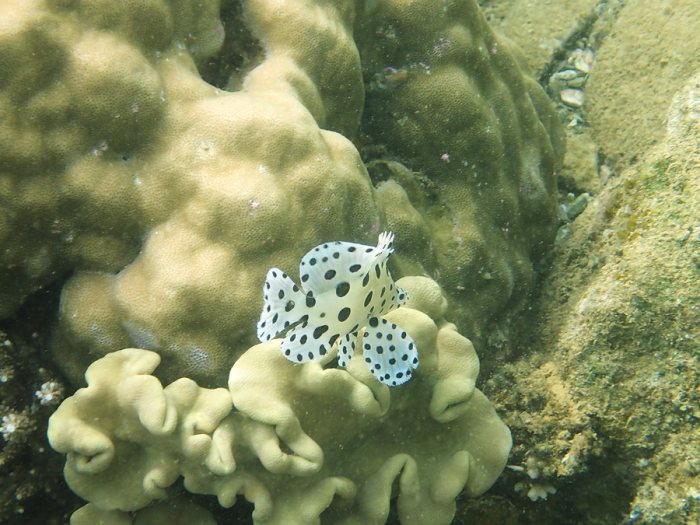 Cromileptes altivelis