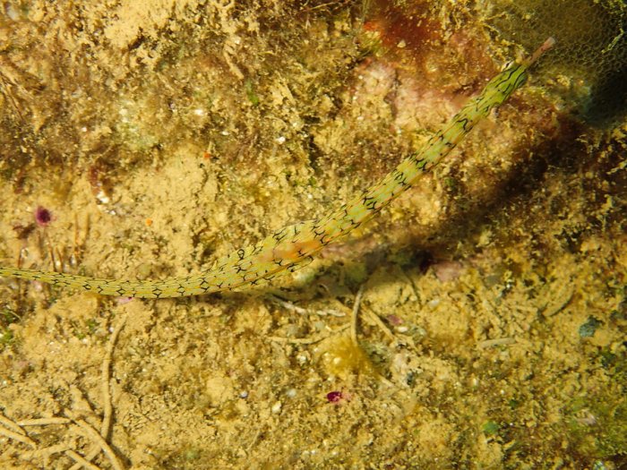 Corythoichthys haematopterus