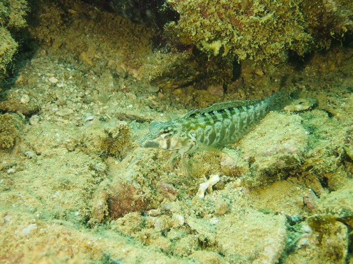 Parapercis australis