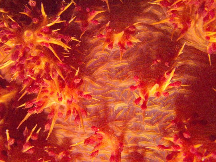 Dendronephthya sp.