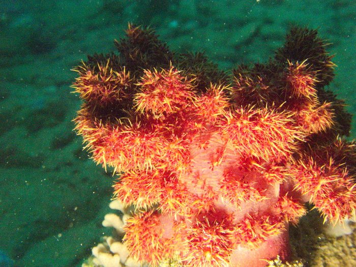 Dendronephthya sp.