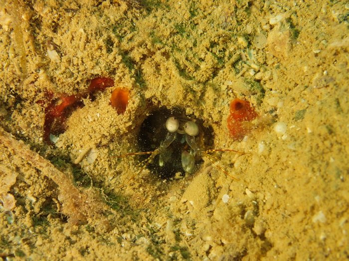 Squille