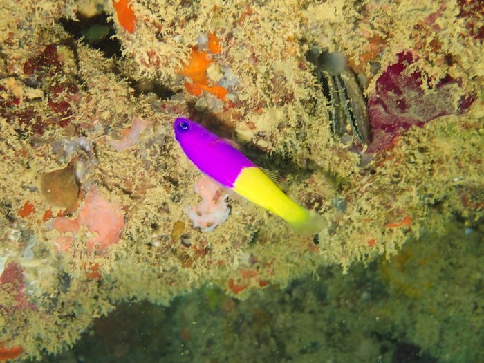 Pictichromis coralensis