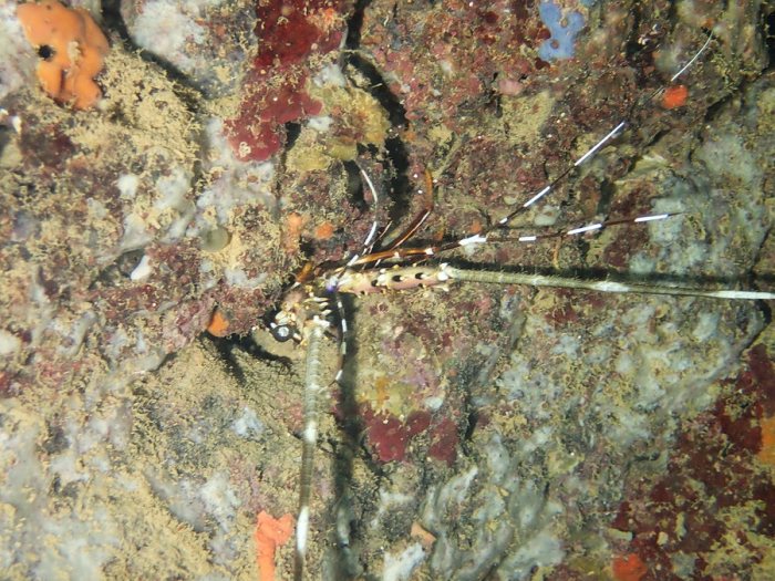 Langouste