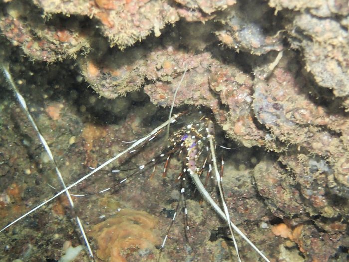Langouste