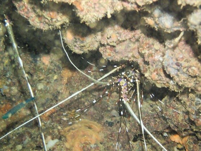 Langouste