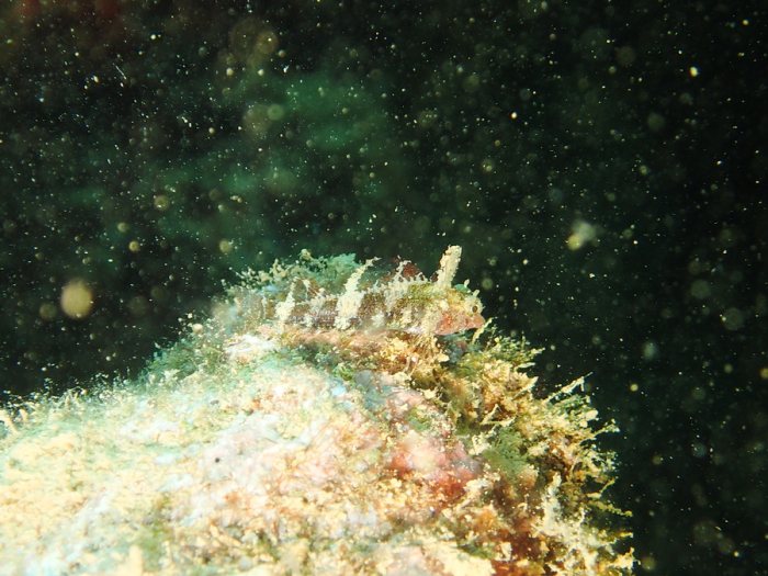 Poisson à trois nageoires