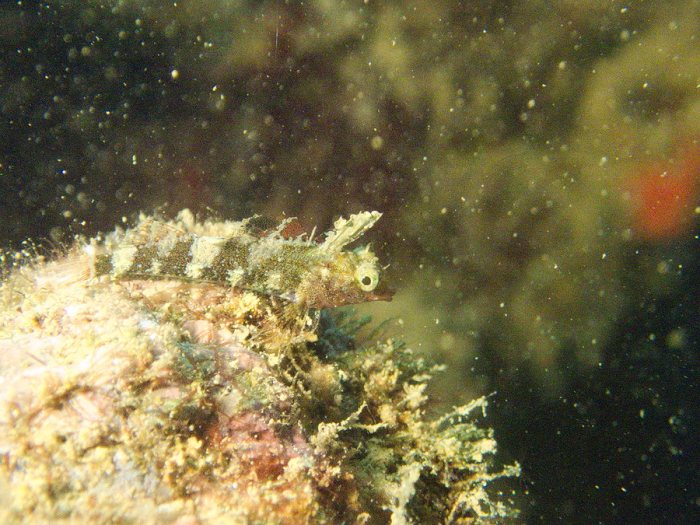 Poisson à trois nageoires